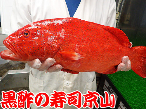 スジアラ　魚